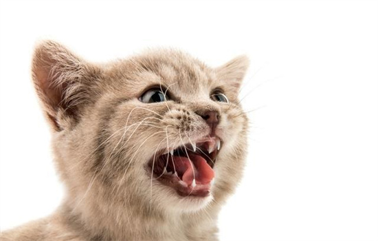 ​给猫喂药总是往外吐怎么办