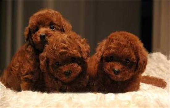 ​狗狗爱叫怎么解决