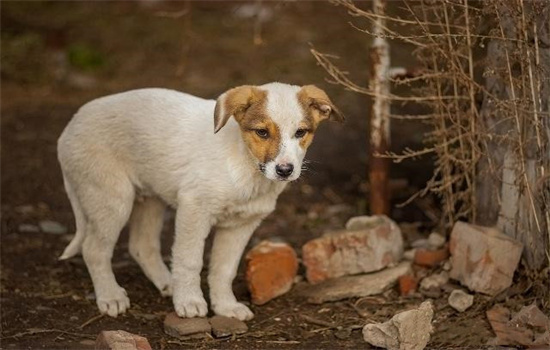 ​流浪狗如何驱虫