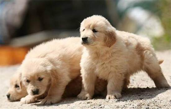 ​幼犬怎么喂食比较好