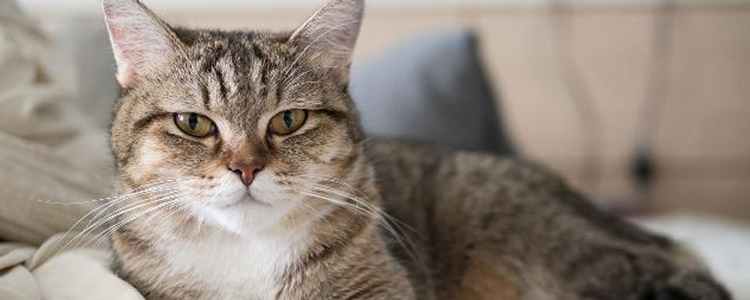 小猫吃什么长得胖