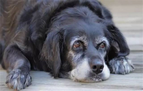 ​狗狗快要死了是什么症状