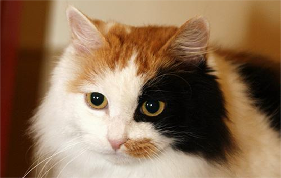 猫粮过期能吃吗