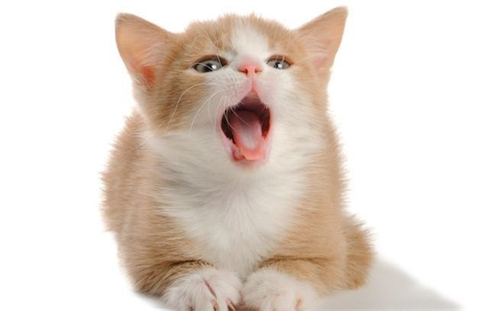 小猫生病的特征以及如何治疗