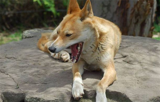 ​狗狗突然学狼叫预示着什么