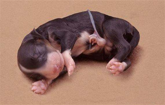 一个月的小狗吃什么食物