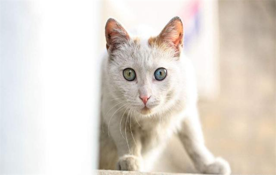 ​猫一年相当于人几岁