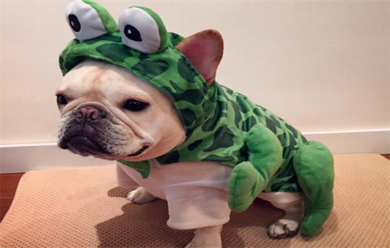 法斗喜欢摸它什么地方