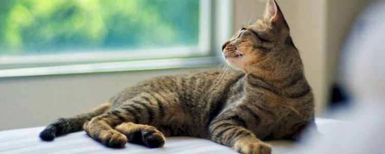 猫咪产后吃什么补身体