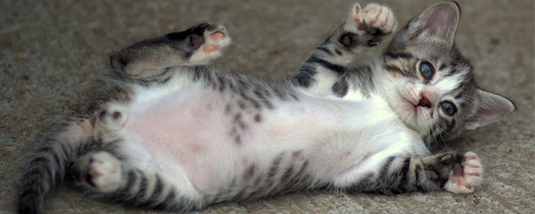 养猫要准备些什么