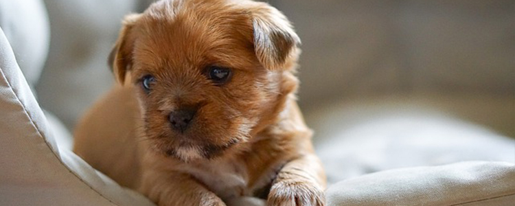 狗可以喝茶水么