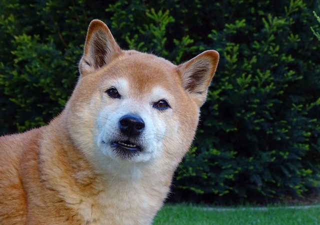 柴犬跟秋田犬有什么区别