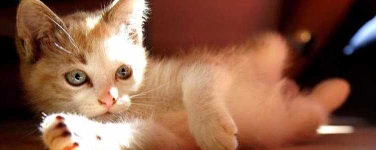 小猫食欲不振精神状态不佳怎么办