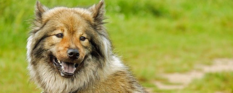 狗狗老掉毛是什么原因