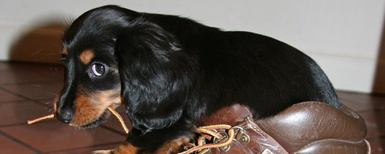 狗狗药浴怎么洗