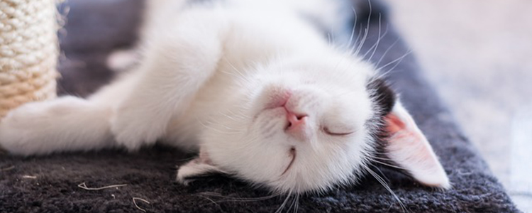 猫咪呕吐是什么原因