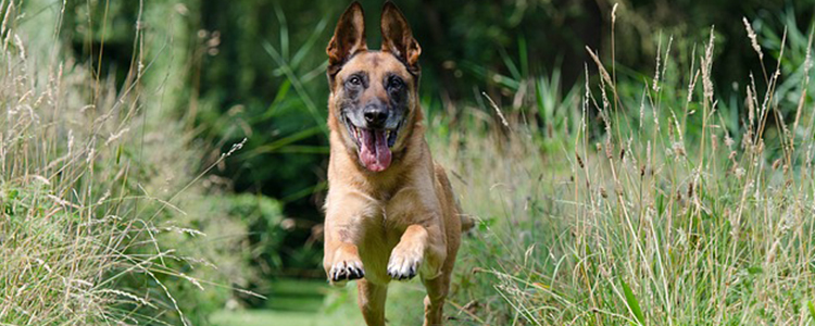 冬天狗狗睡在外面会不会冷