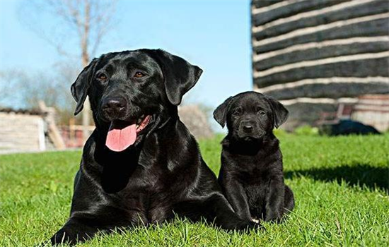 ​宠物怎么跟人一起坐飞机