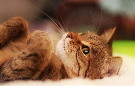 ​黄色的猫是什么品种