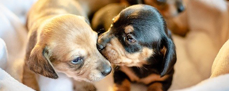 狗狗长期拉软便有什么危害