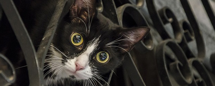 猫的胡须能起到什么作用