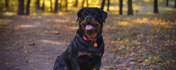 狗狗可以吃水果吗