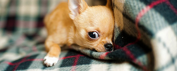 狗狗拉肚子了怎么办最有效