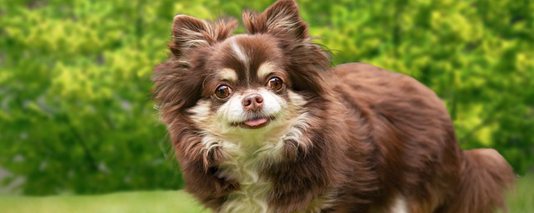 狗的指甲怎么剪