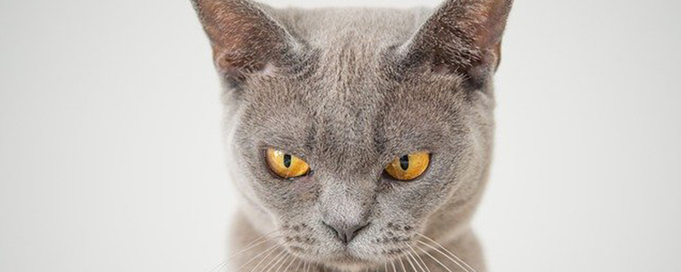 猫胃口不好,吃得少怎么办