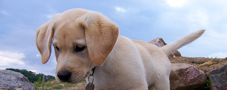 狗狗呕吐不吃食怎么办