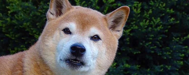 狗狗猕猴桃可以吃吗