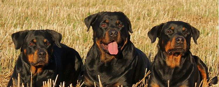 狗狗不能吃葡萄的原因