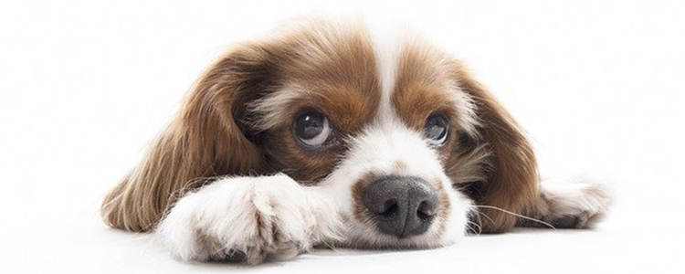 狗多久驱虫一次