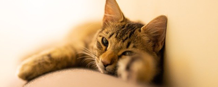 猫睡眠时间正常是多长