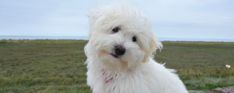 狗狗的生育到什么年龄终止