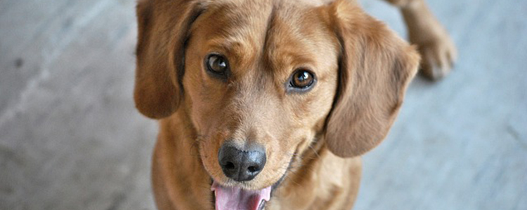 小狗狗不能吃哪些东西