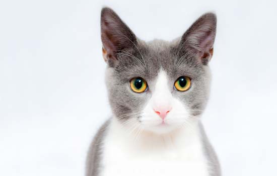 猫呼吸声音大像打鼾一样
