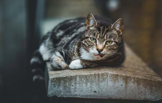 猫咪油尾巴怎么造成的