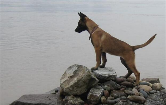 ​马犬为什么不能打