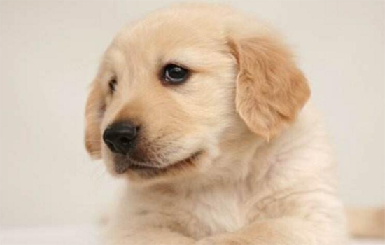 ​狗狗不愿意剃脚底毛怎么办