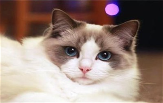 ​布偶猫会怕冷吗