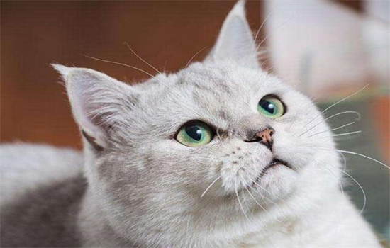 ​猫留口水怎么回事