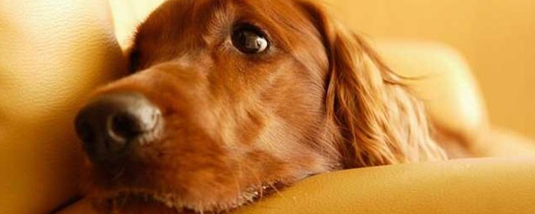 狗狗吃了1~2颗提子怎么办