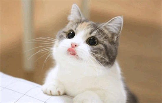 ​送走小猫后怎么安慰母猫