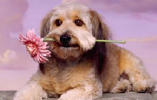 ​幼犬换粮拉稀怎么办