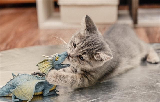 夏天刚出生的小猫怕热吗