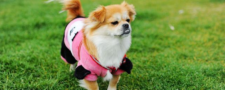 45天小狗狗粮吃几粒合适