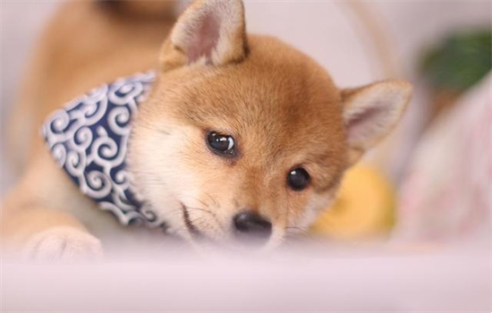 ​狗狗叹气什么意思