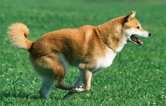 ​柴犬爆腮的食谱