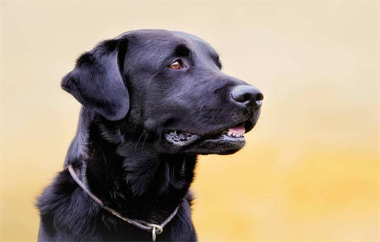 ​快速去除狗狗身上蜱虫最有效的方法